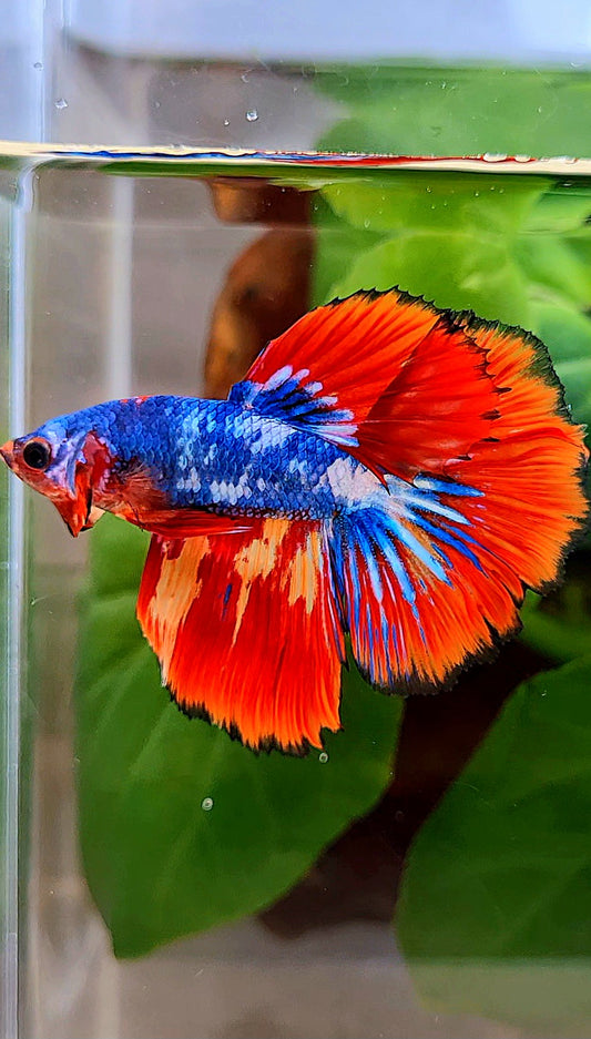HALFMOON ROSETAIL BLUE MARBLE FIRE MULTICOLOR BETTA FISH