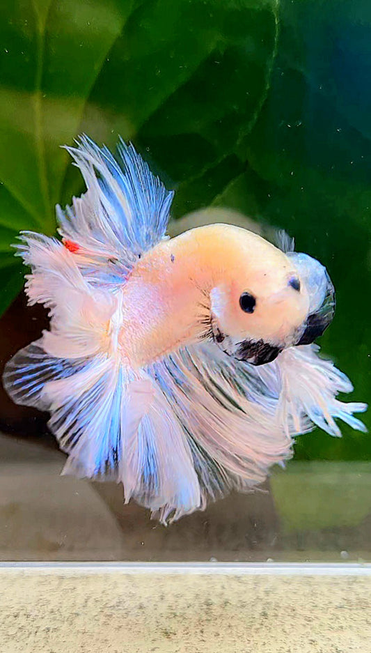 KING FEATHER TAIL HALFMOON WHITE CELLOPHANE TRANSPARENT BETTA FISH