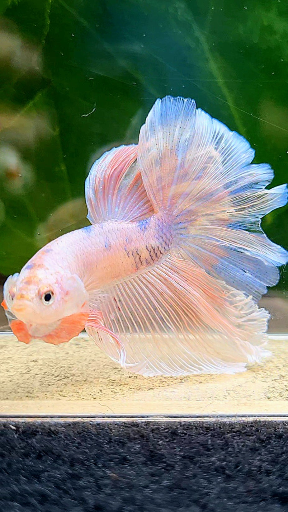 HALFMOON ROSETAIL PINK FANCY FLAMINGGO BLUE DOT BETTA FISH
