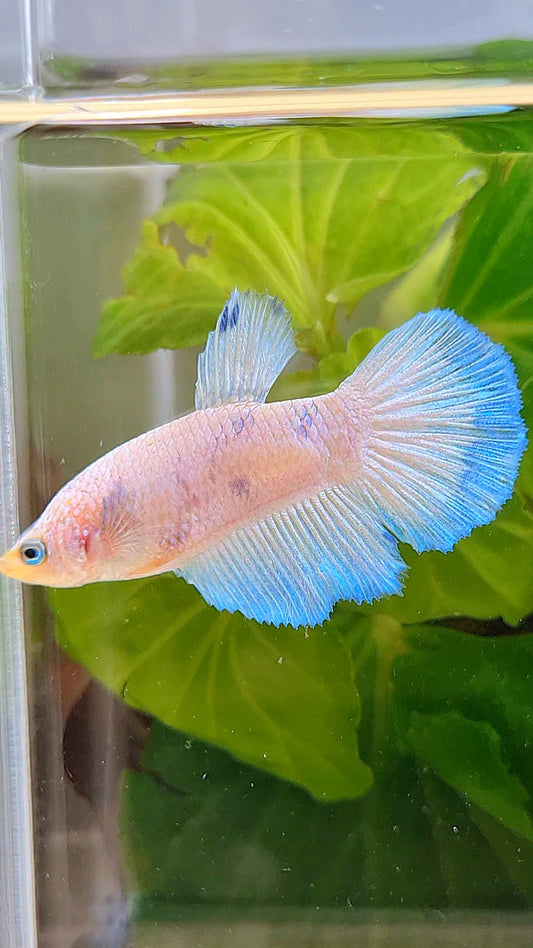 FEMALE HALFMOON WHITE LINE BLUE RIM BETTA FISH