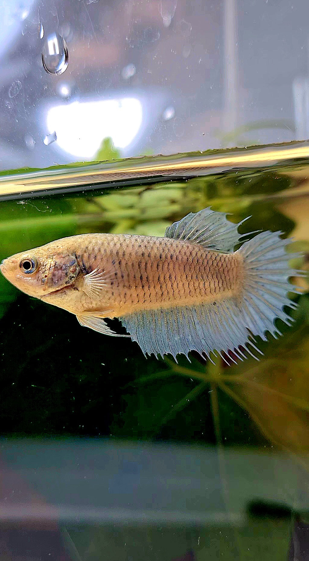 FEMALE CROWNTAIL BETTA FISH