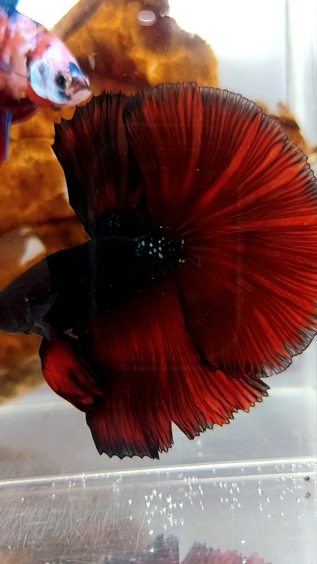 Premium Imported Betta Fish