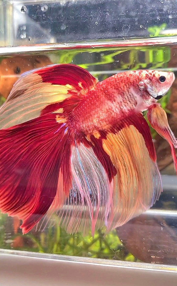 GIANT & XL Size – Rare Betta Fish Store