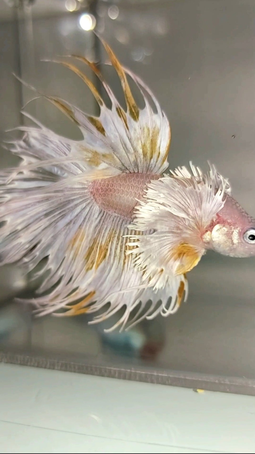 > $100 || One of the Rarest Betta Fish in the World – Rare Betta Fish Store