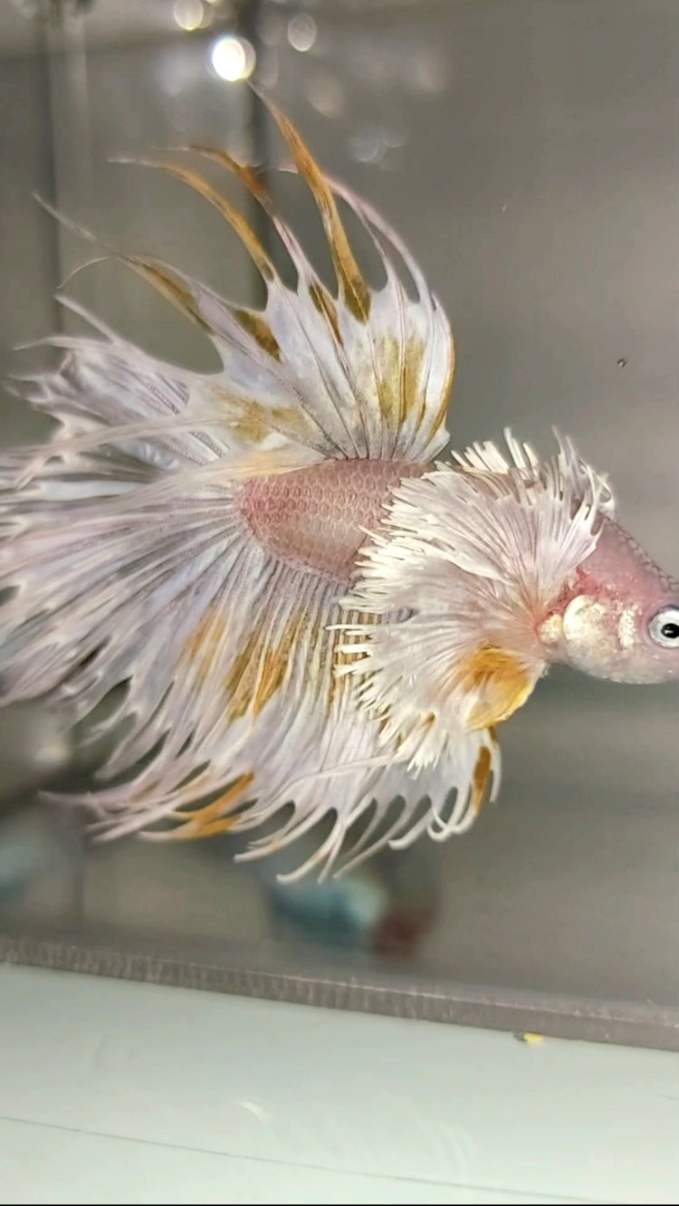 > $100 || One of the Rarest Betta Fish in the World