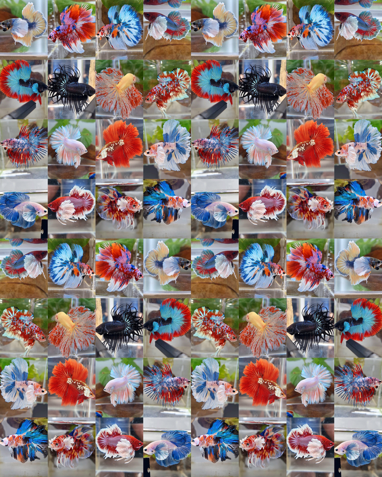 Wholesale & Mystery Box