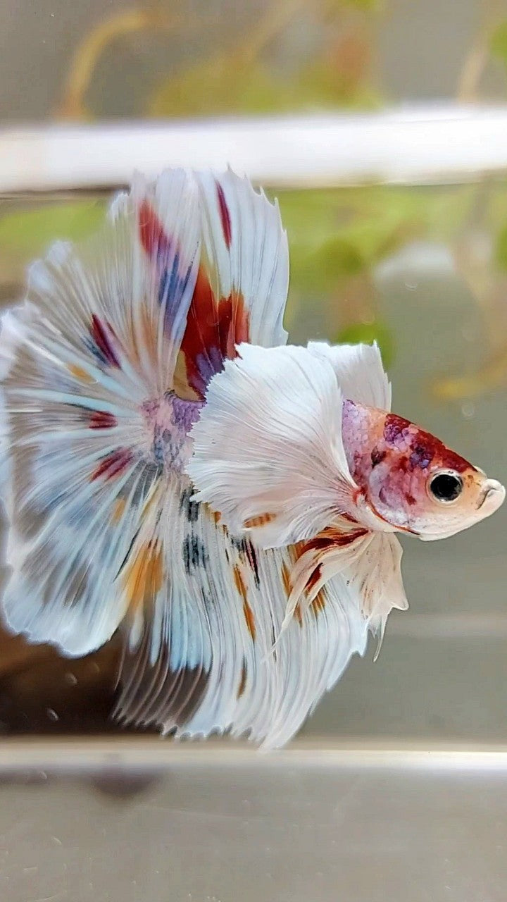 Rare types fashion of betta fish