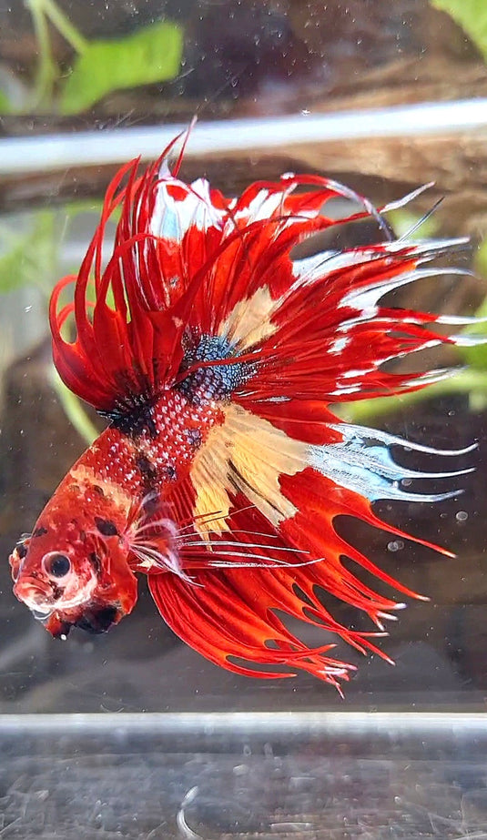 Rare Betta Fish for Sale | Exact Fish Shown from Indonesia – Rare Betta ...