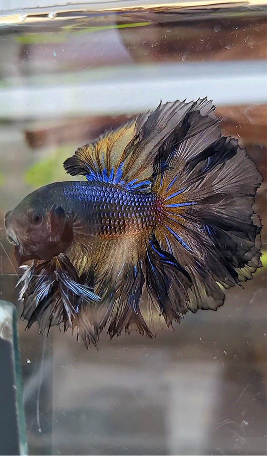 KING ROSETAIL HALFMOON BLACK YELLOW WASH BETTA FISH