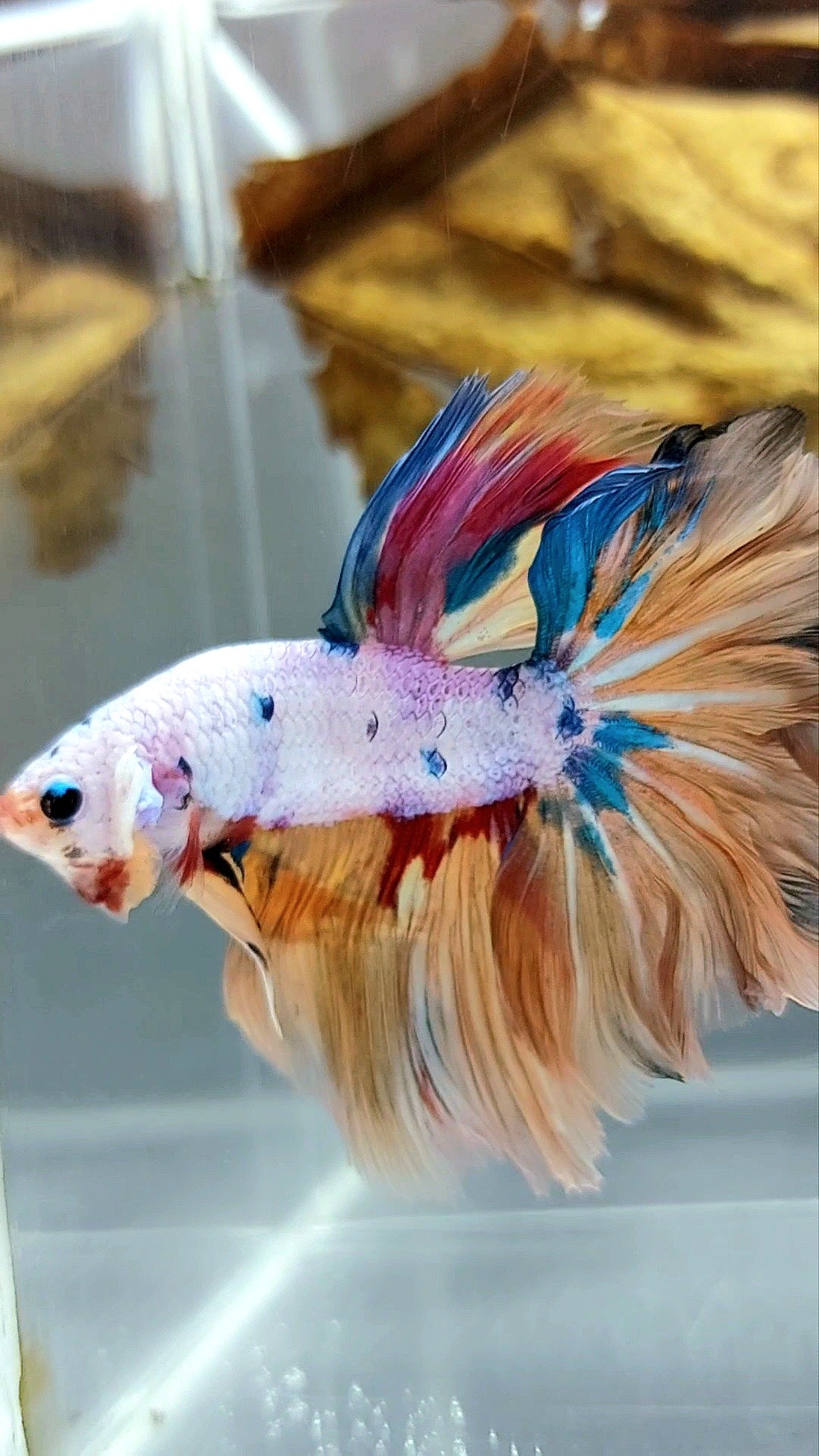 HALFMOON ROSETAIL CANDY YELLOW MULTICOLOR BETTA FISH