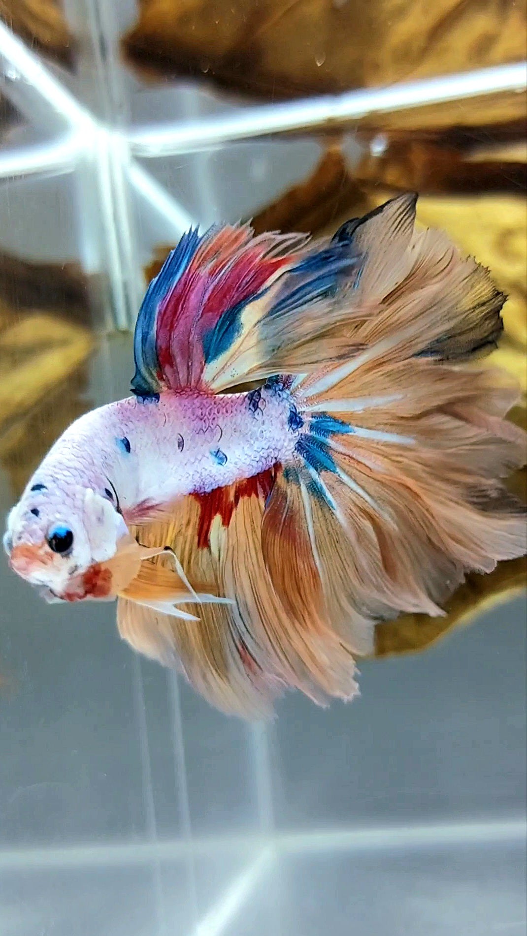 HALFMOON ROSETAIL CANDY YELLOW MULTICOLOR BETTA FISH