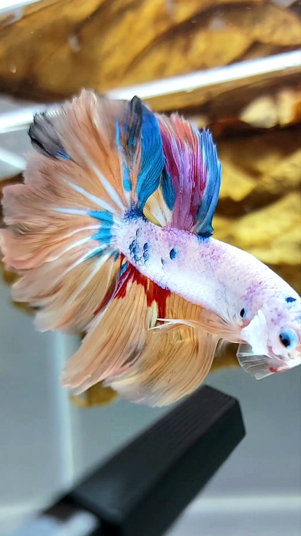 HALFMOON ROSETAIL CANDY YELLOW MULTICOLOR BETTA FISH