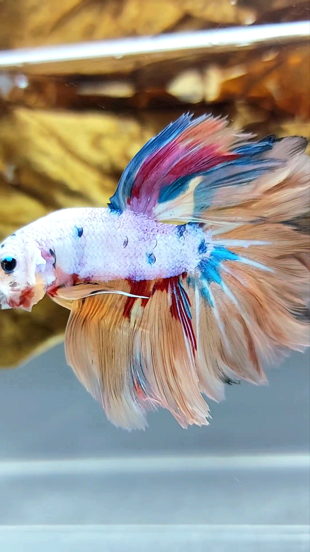 HALFMOON ROSETAIL CANDY YELLOW MULTICOLOR BETTA FISH