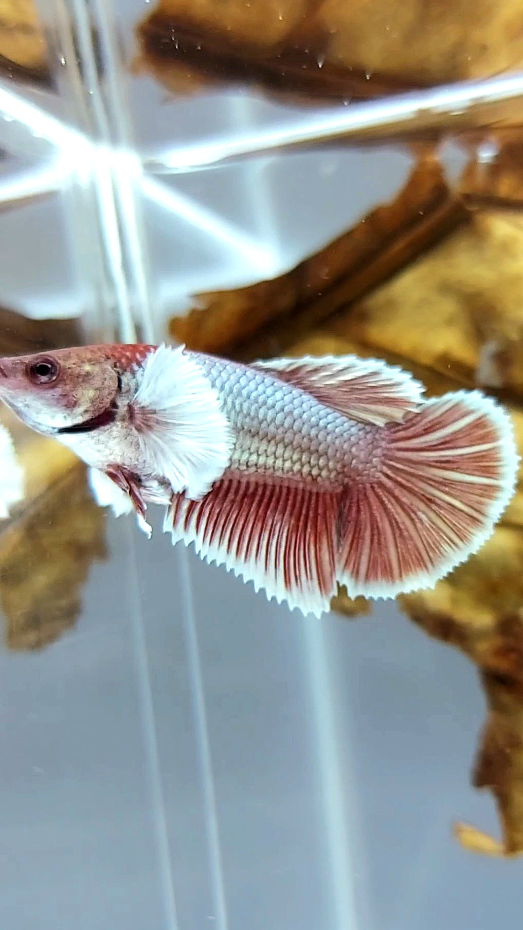 WEIBLICHER HALFMOND-DUMBO-OHR-ROTER KUPFER-BETTA-FISCH