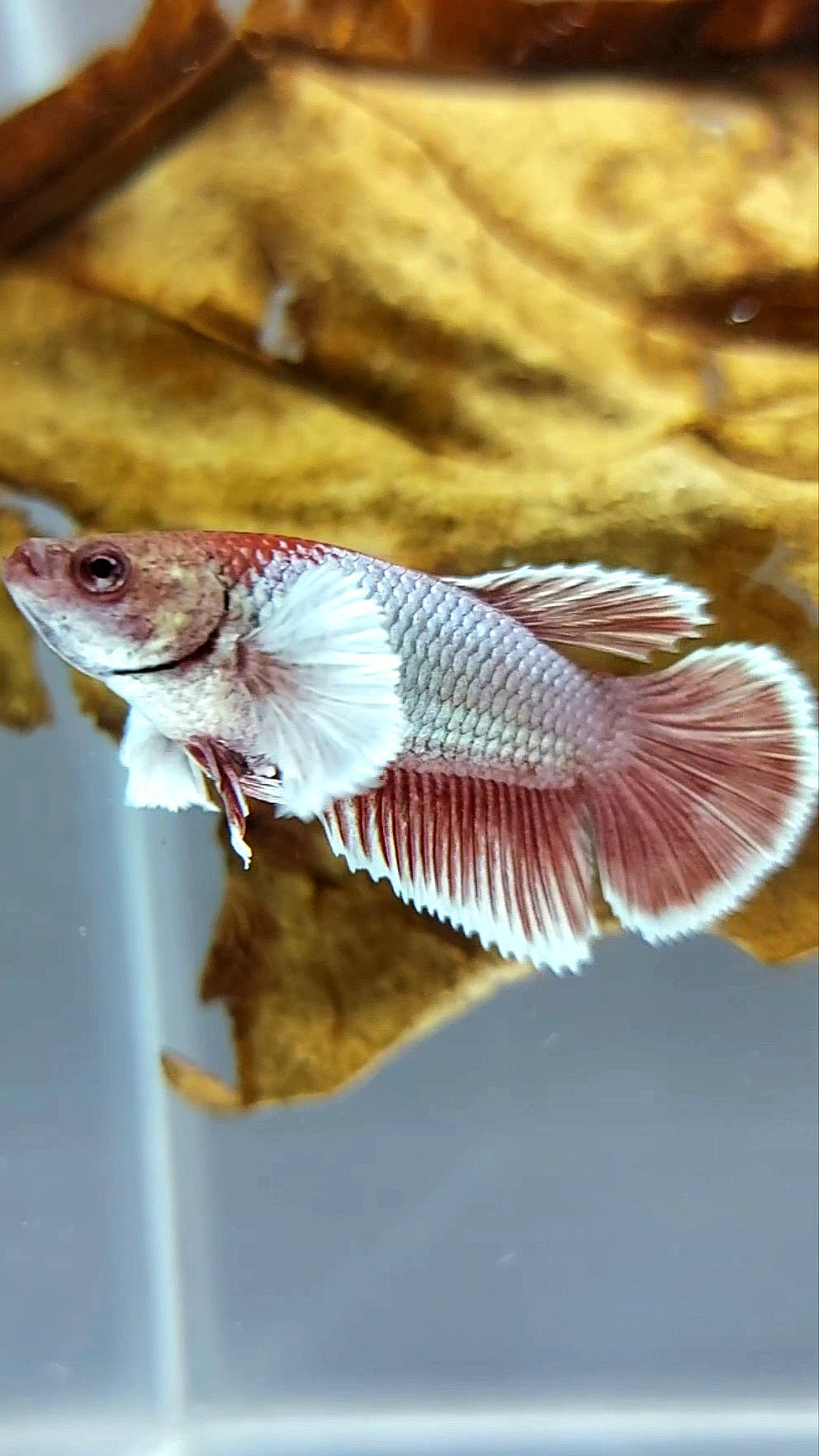 WEIBLICHER HALFMOND-DUMBO-OHR-ROTER KUPFER-BETTA-FISCH