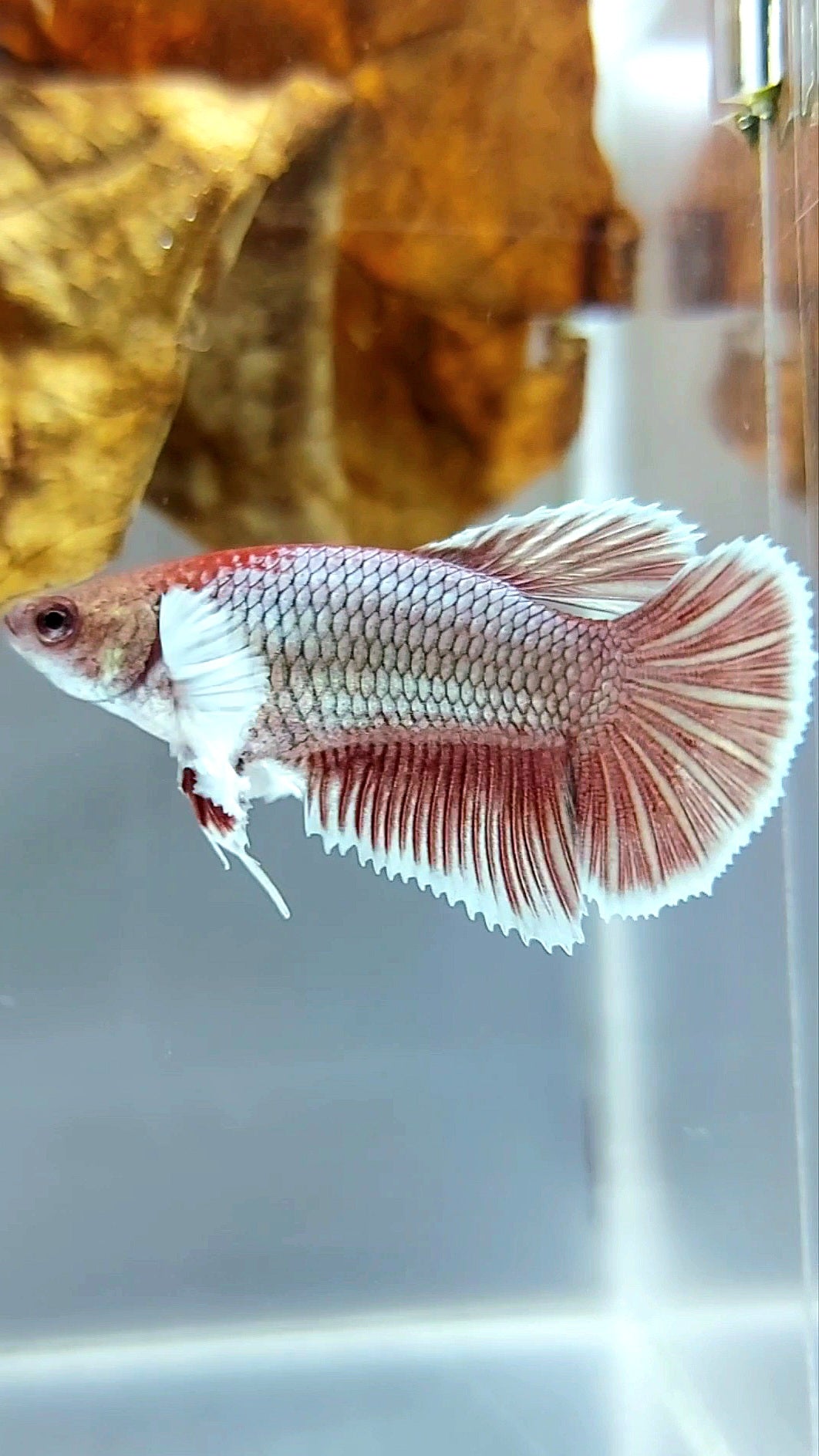 WEIBLICHER HALFMOND-DUMBO-OHR-ROTER KUPFER-BETTA-FISCH