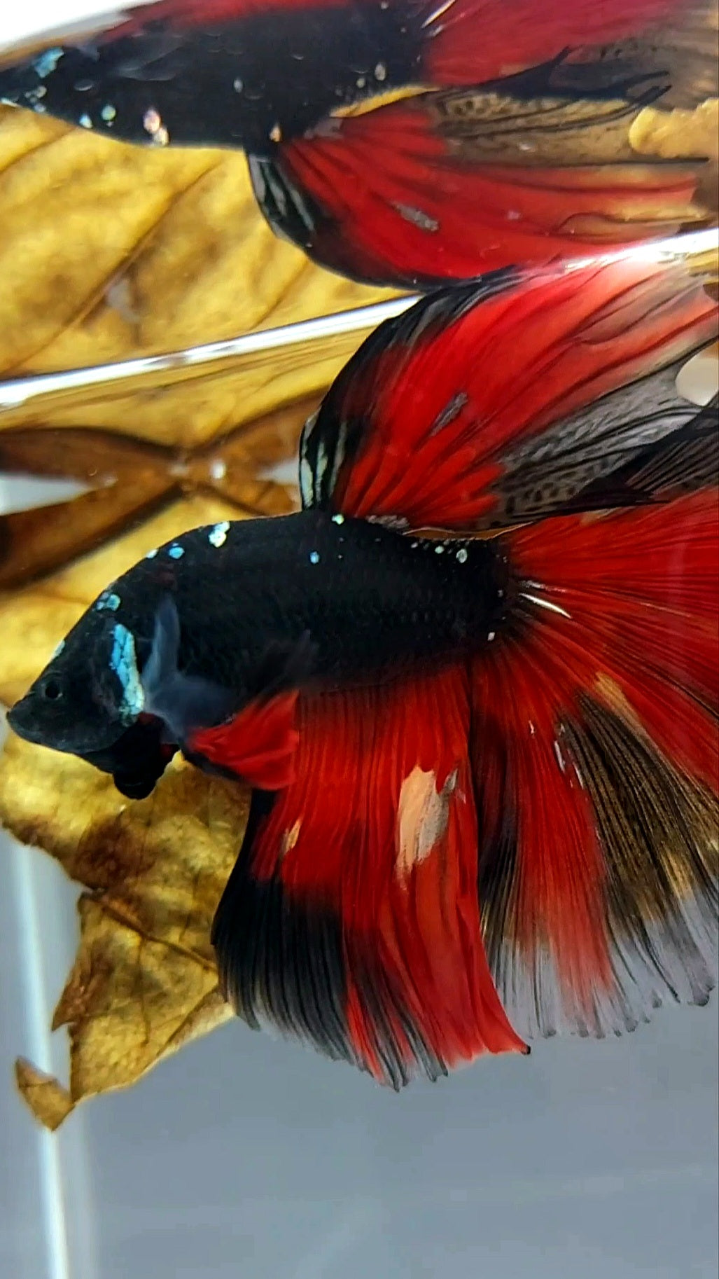 HALFMOON ROSETAIL SCHWARZ GALAXY KUPFER AVATAR ROTE VARIATION SELTENER BETTA-FISCH