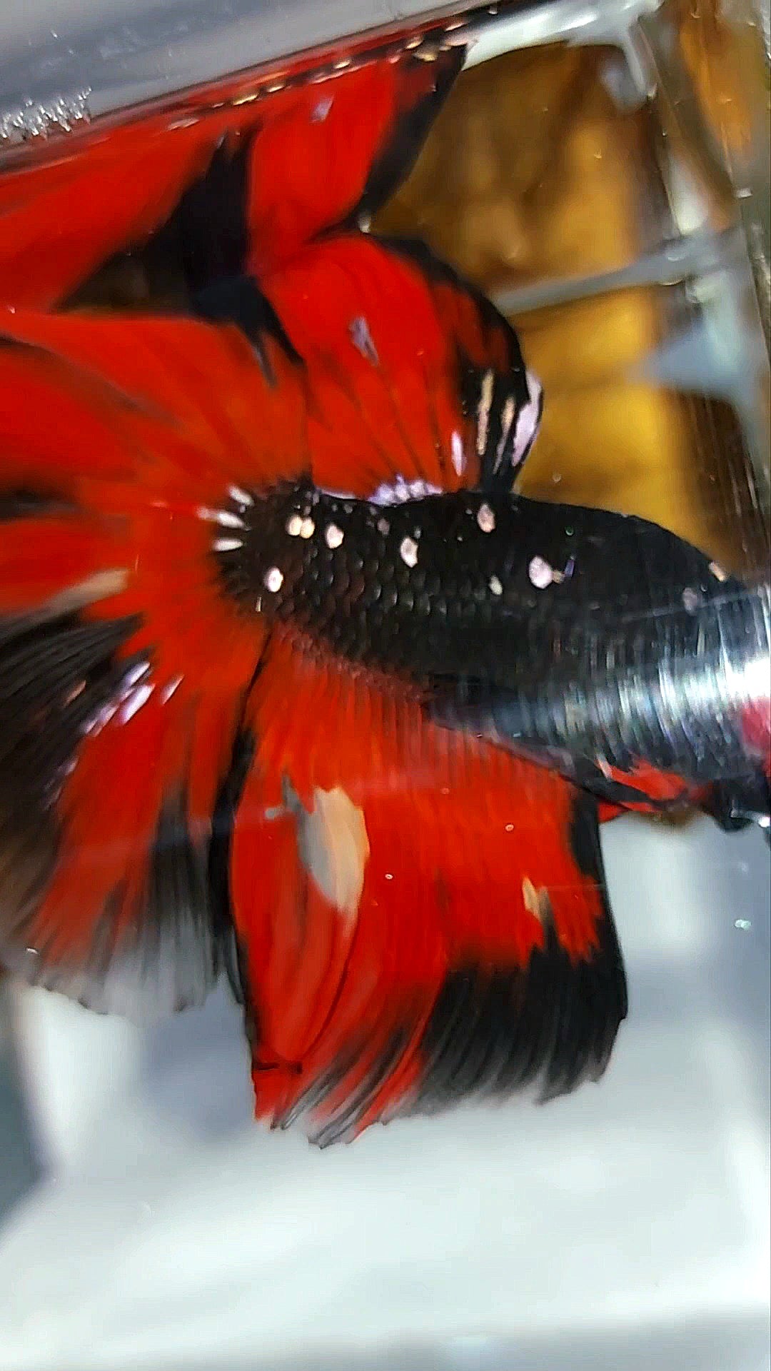 HALFMOON ROSETAIL BLACK GALAXY COPPER AVATAR RED VARIATION RARE BETTA FISH