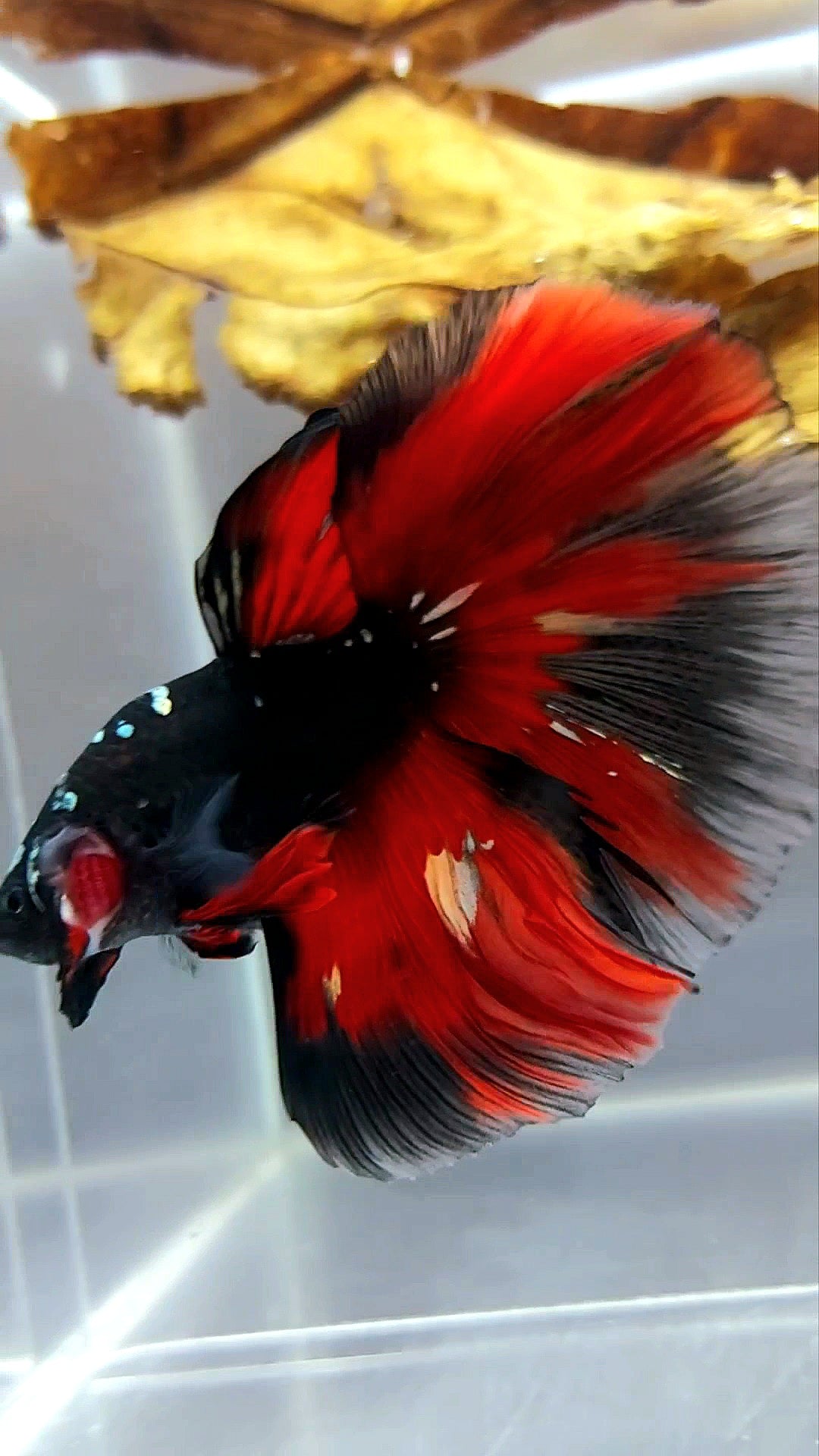 HALFMOON ROSETAIL BLACK GALAXY COPPER AVATAR RED VARIATION RARE BETTA FISH