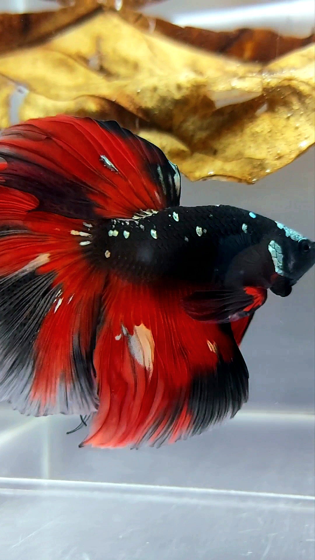 HALFMOON ROSETAIL BLACK GALAXY COPPER AVATAR RED VARIATION RARE BETTA FISH