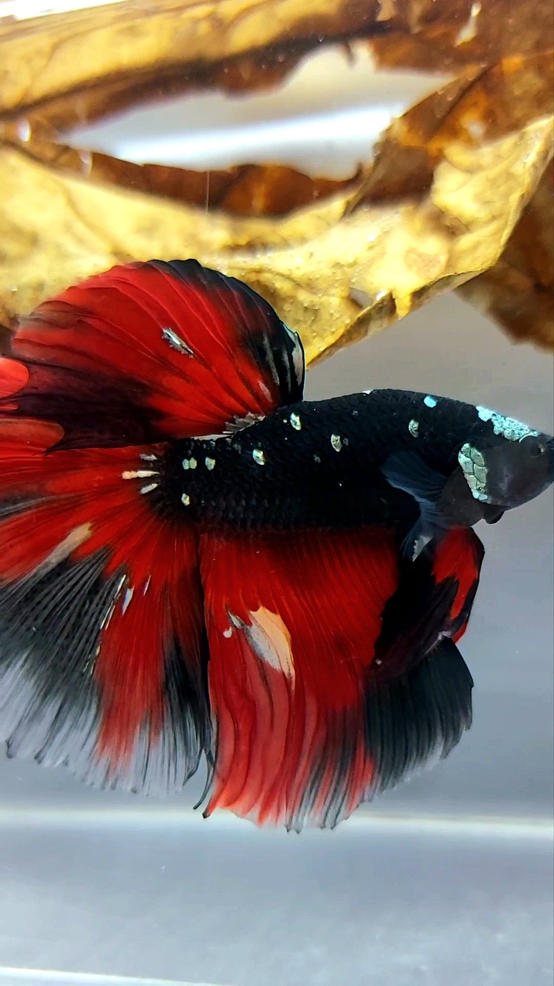 HALFMOON ROSETAIL SCHWARZ GALAXY KUPFER AVATAR ROTE VARIATION SELTENER BETTA-FISCH