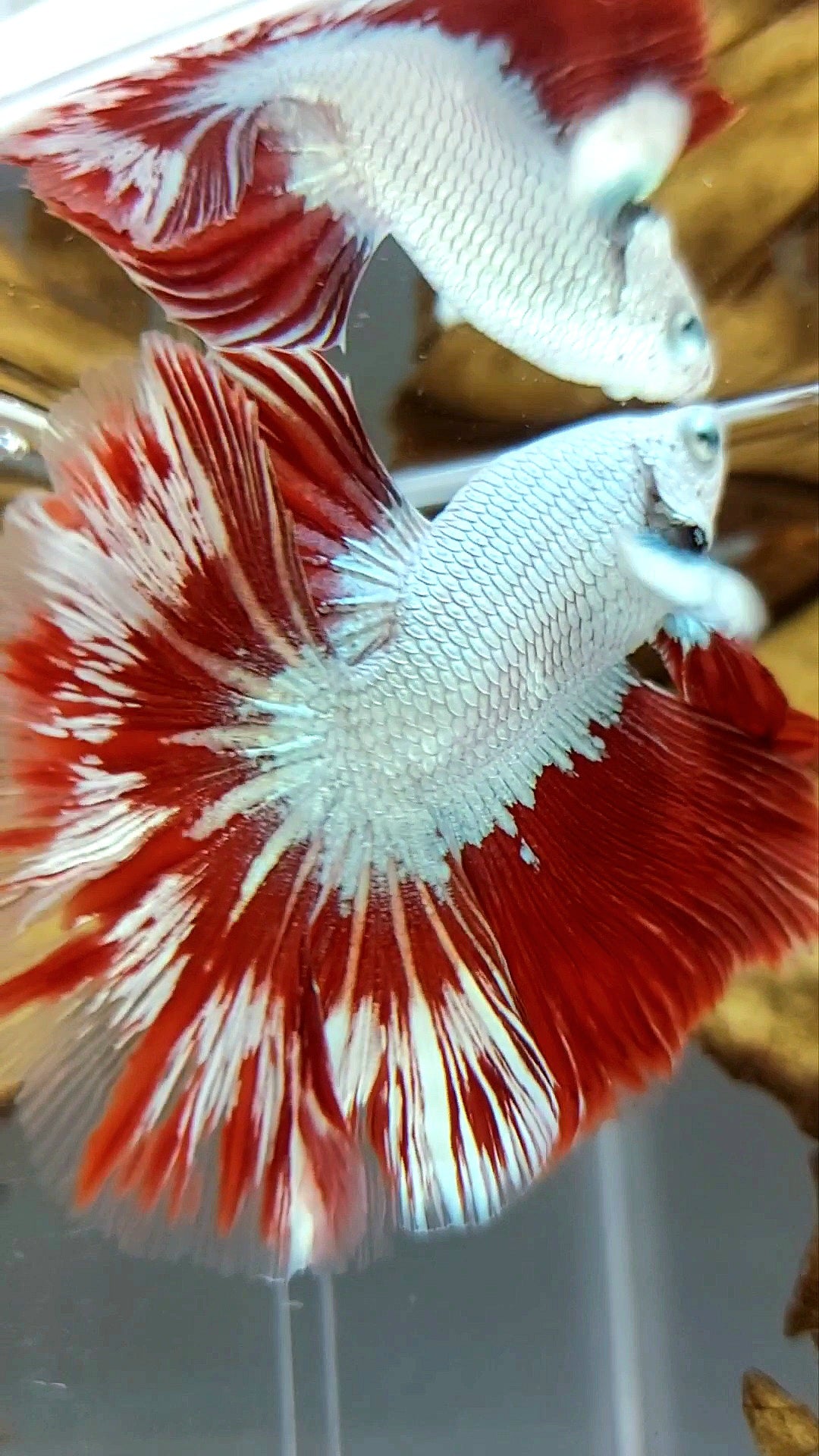 XL HALFMOON OVERTAIL ROSETAIL RED DRAGON SNOW WHITE PATTERN SUPER PREMIUM SELTENER BETTA-FISCH