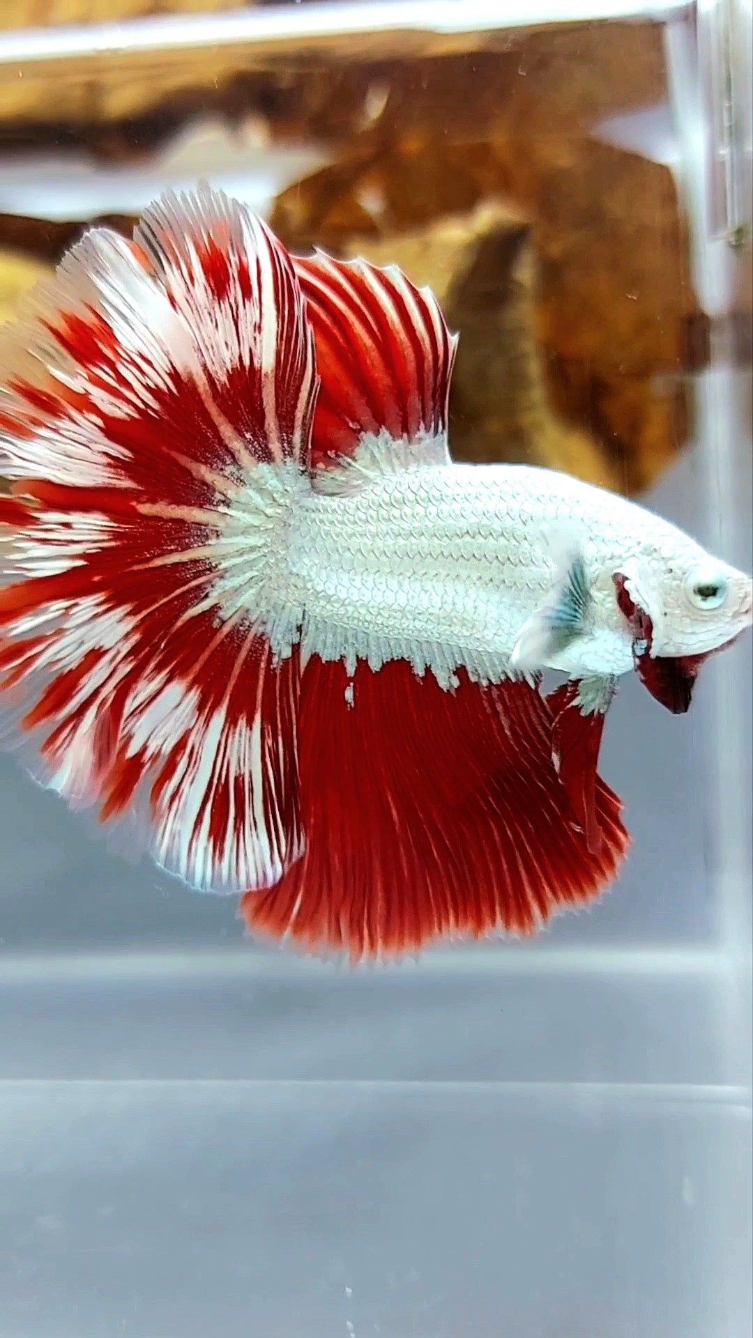 XL HALFMOON OVERTAIL ROSETAIL RED DRAGON SNOW WHITE PATTERN SUPER PREMIUM SELTENER BETTA-FISCH