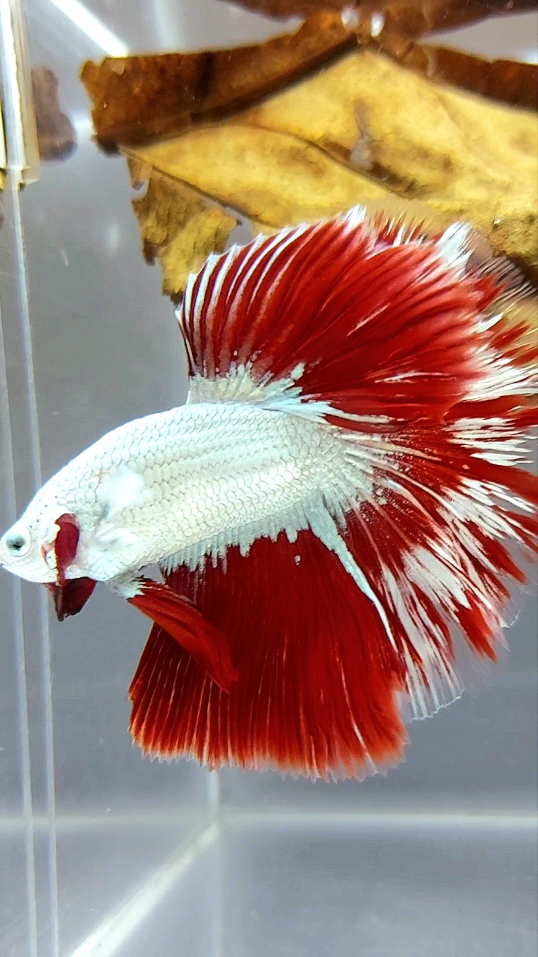 XL HALFMOON OVERTAIL ROSETAIL RED DRAGON SNOW WHITE PATTERN SUPER PREMIUM SELTENER BETTA-FISCH