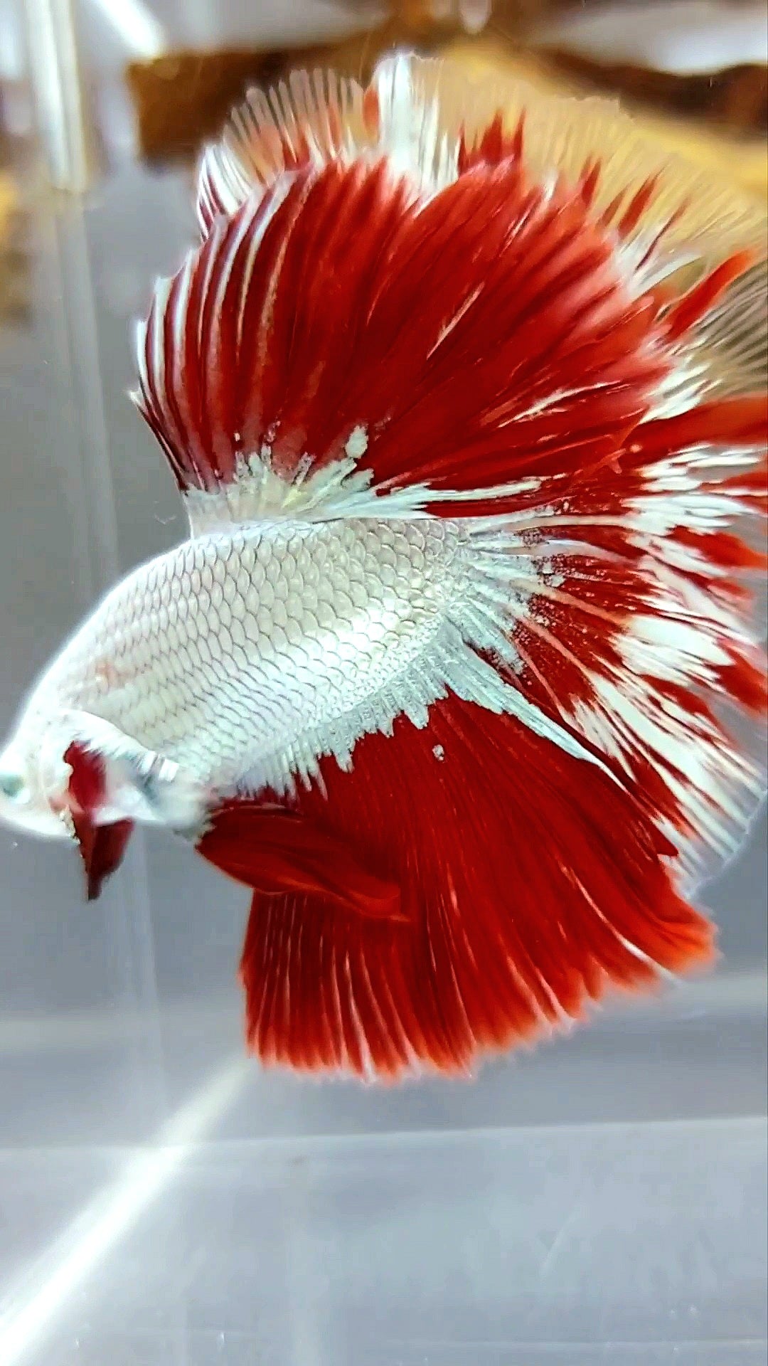 XL HALFMOON OVERTAIL ROSETAIL RED DRAGON SNOW WHITE PATTERN SUPER PREMIUM SELTENER BETTA-FISCH