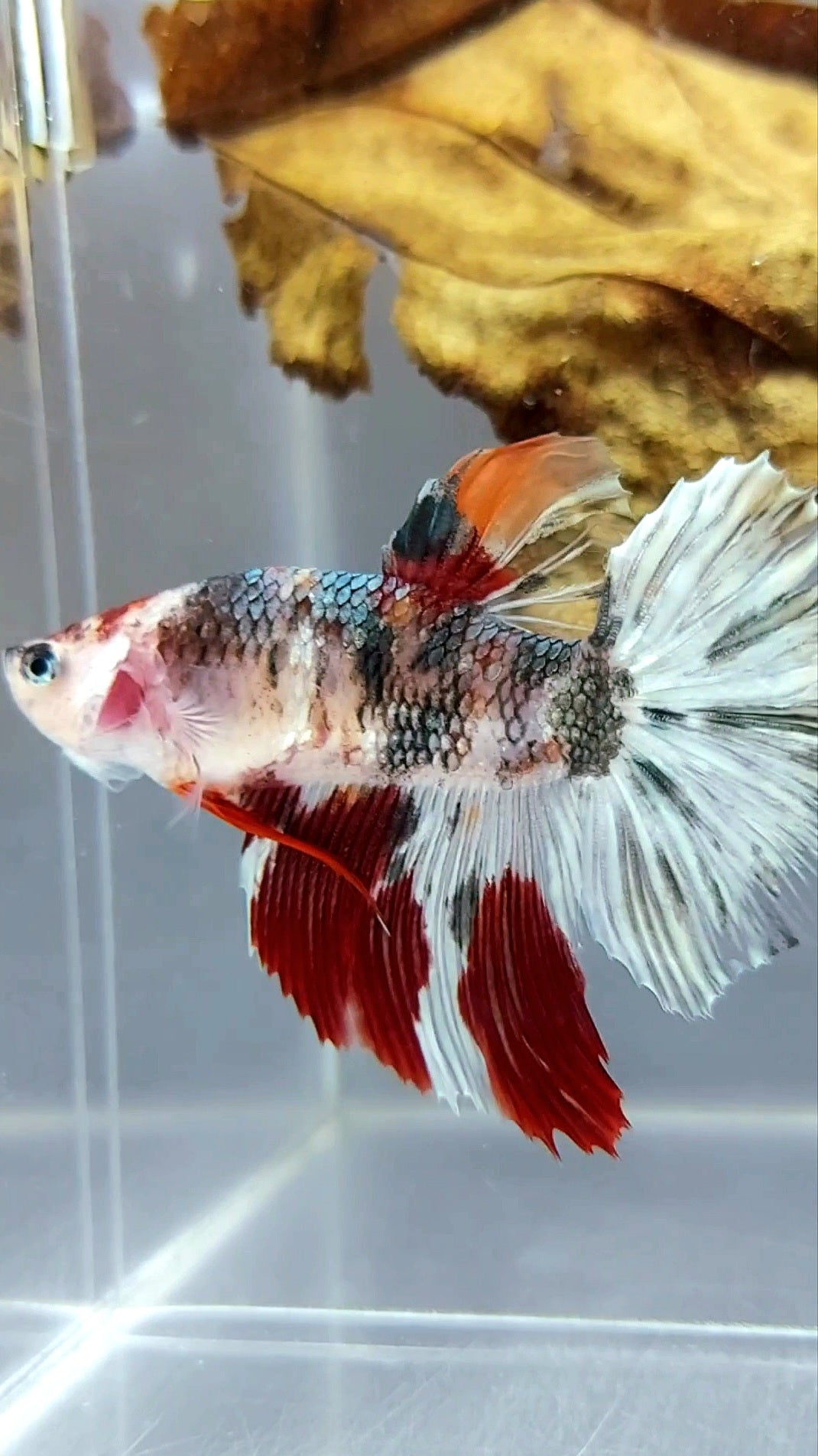 FEMALE GIANT SIZE HALFMOON ROSETAIL KOI COPPER MULTICOLOR RARE BETTA FISH