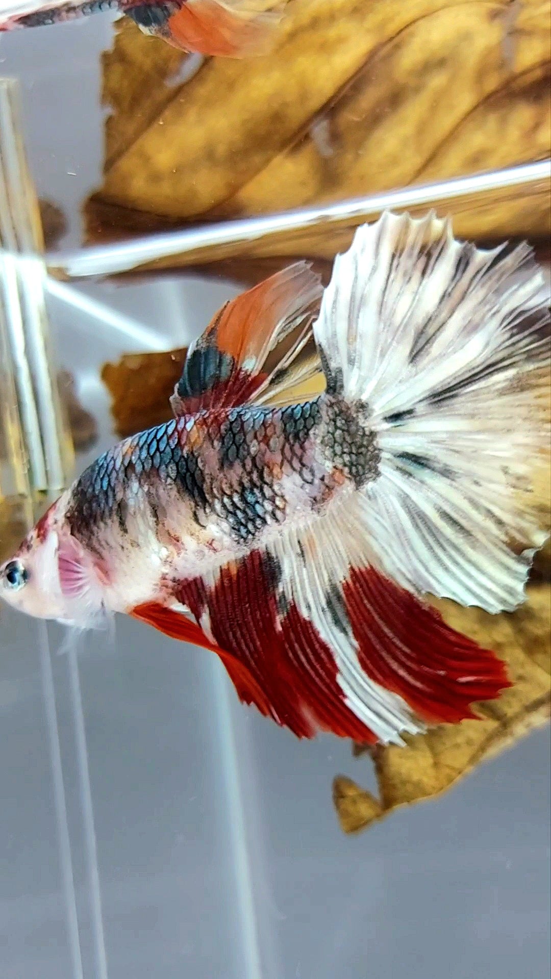 FEMALE GIANT SIZE HALFMOON ROSETAIL KOI COPPER MULTICOLOR RARE BETTA FISH