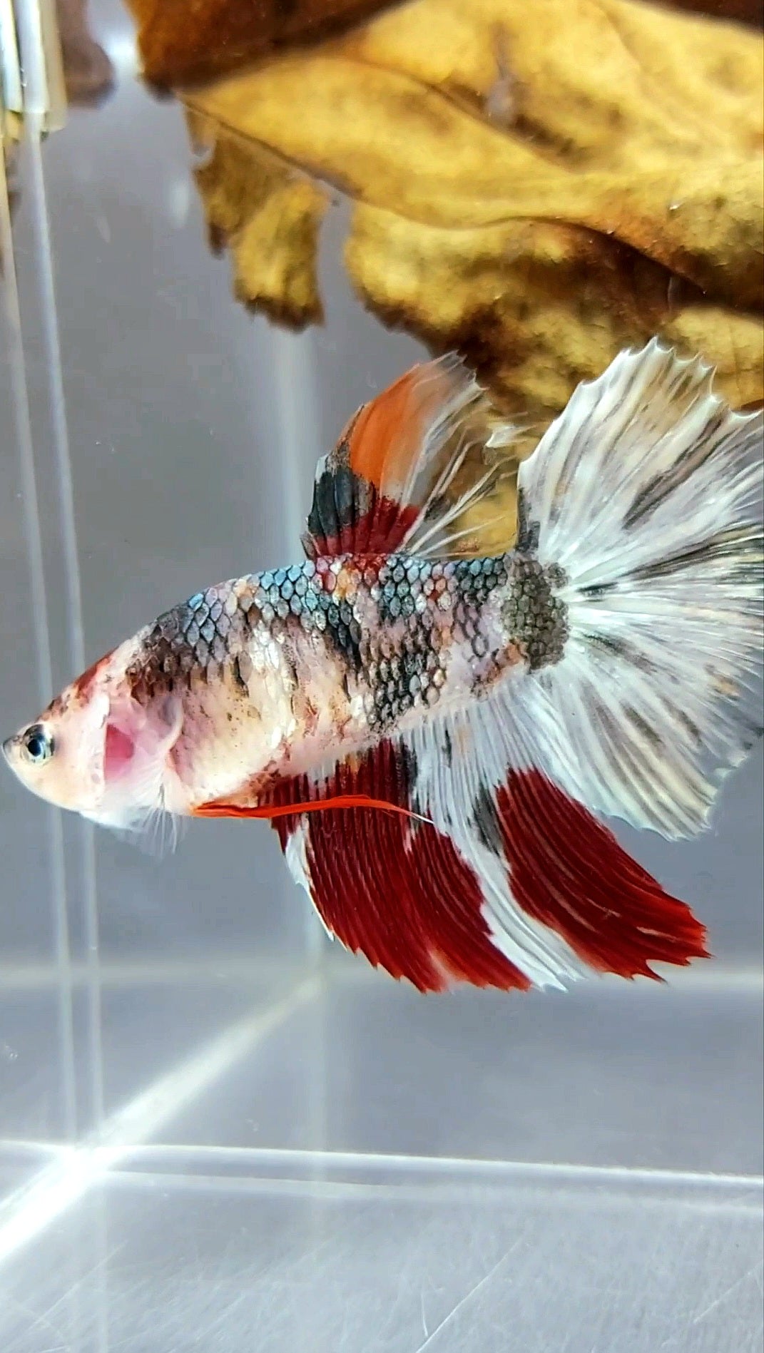 FEMALE GIANT SIZE HALFMOON ROSETAIL KOI COPPER MULTICOLOR RARE BETTA FISH