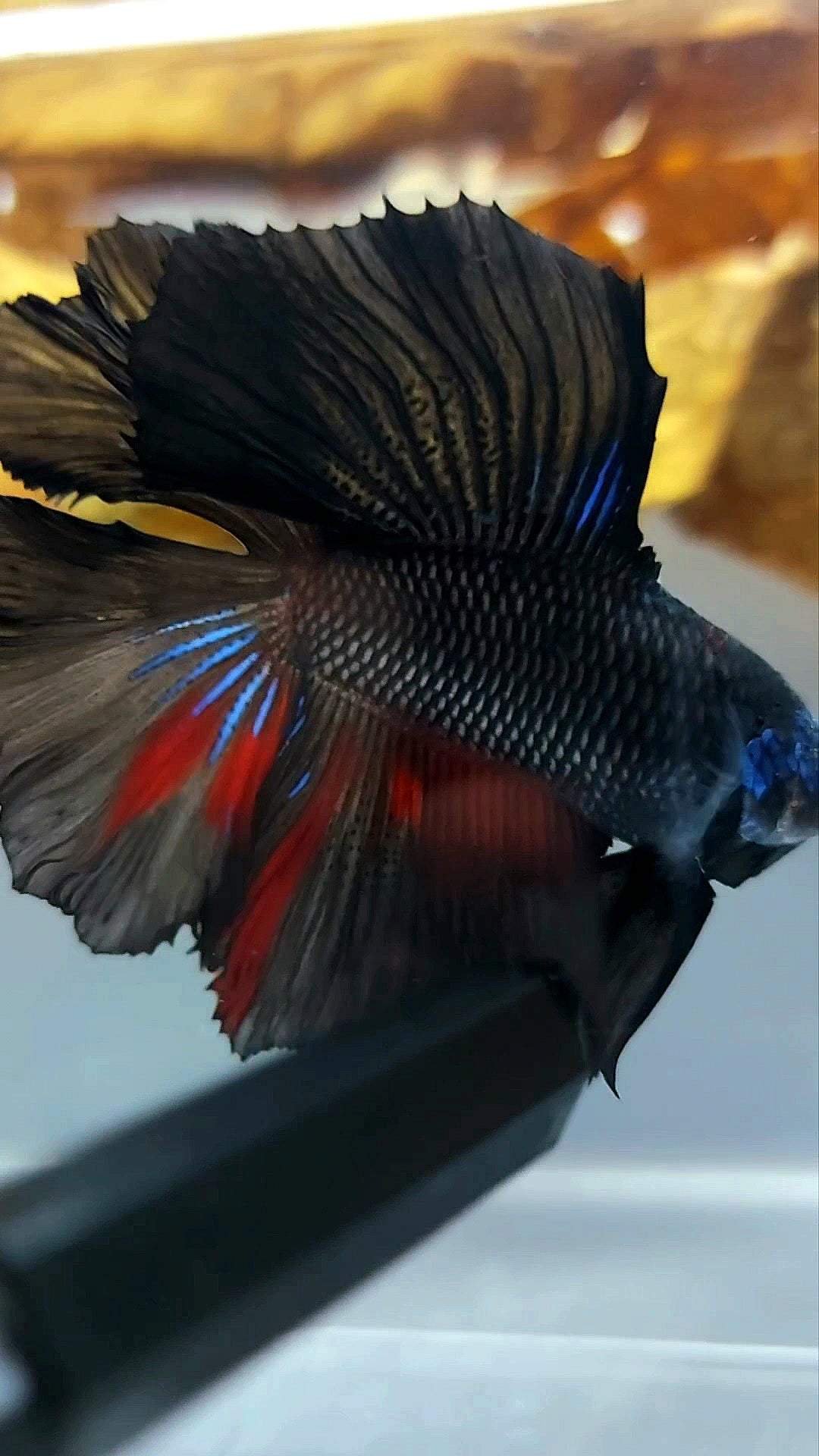 HALFMOON DOUBLE TAIL BLACK SERIES AVATAR RARE BETTA FISH