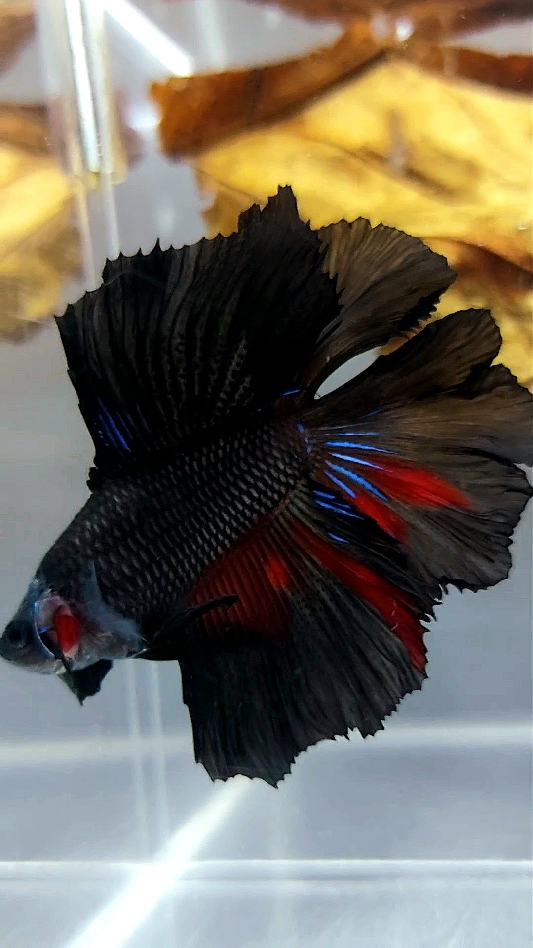 HALFMOON DOUBLE TAIL BLACK SERIES AVATAR RARE BETTA FISH