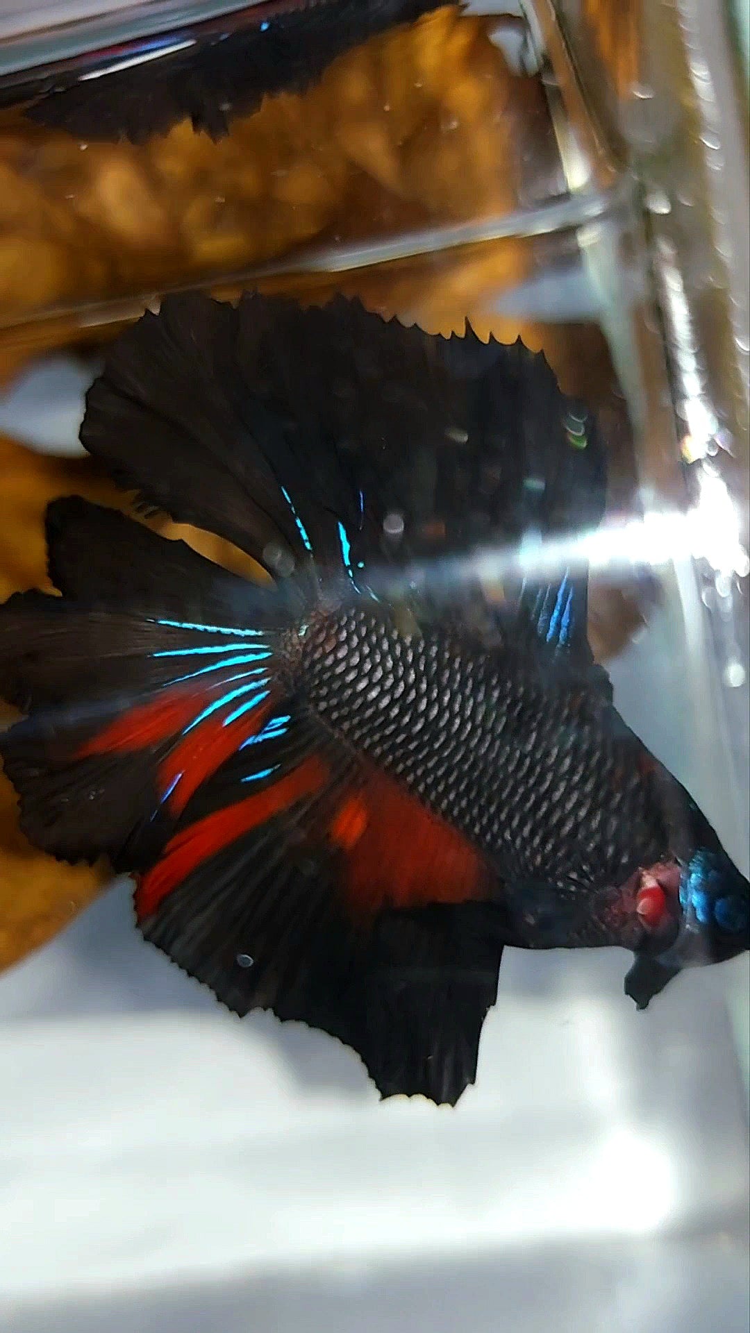 HALFMOON DOUBLE TAIL BLACK SERIES AVATAR RARE BETTA FISH