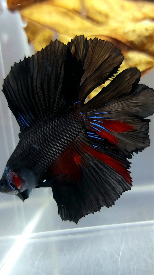 HALFMOON DOUBLE TAIL BLACK SERIES AVATAR SELTENER BETTA-FISCH