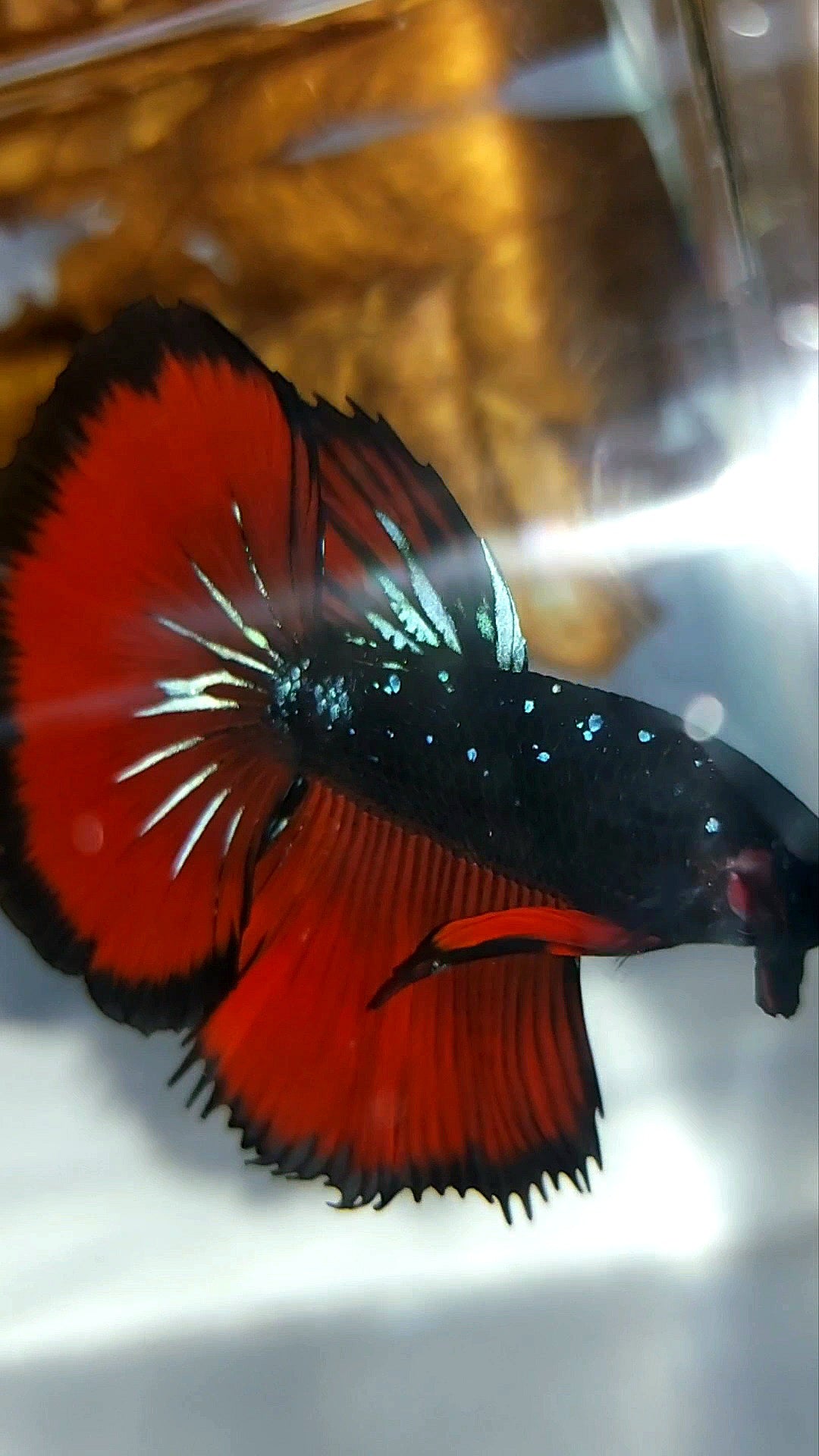 HALFMOON ROSETAIL SCHWARZ GALAXY BLAU AVATAR ROTER VAMPIR SELTENER BETTA-FISCH