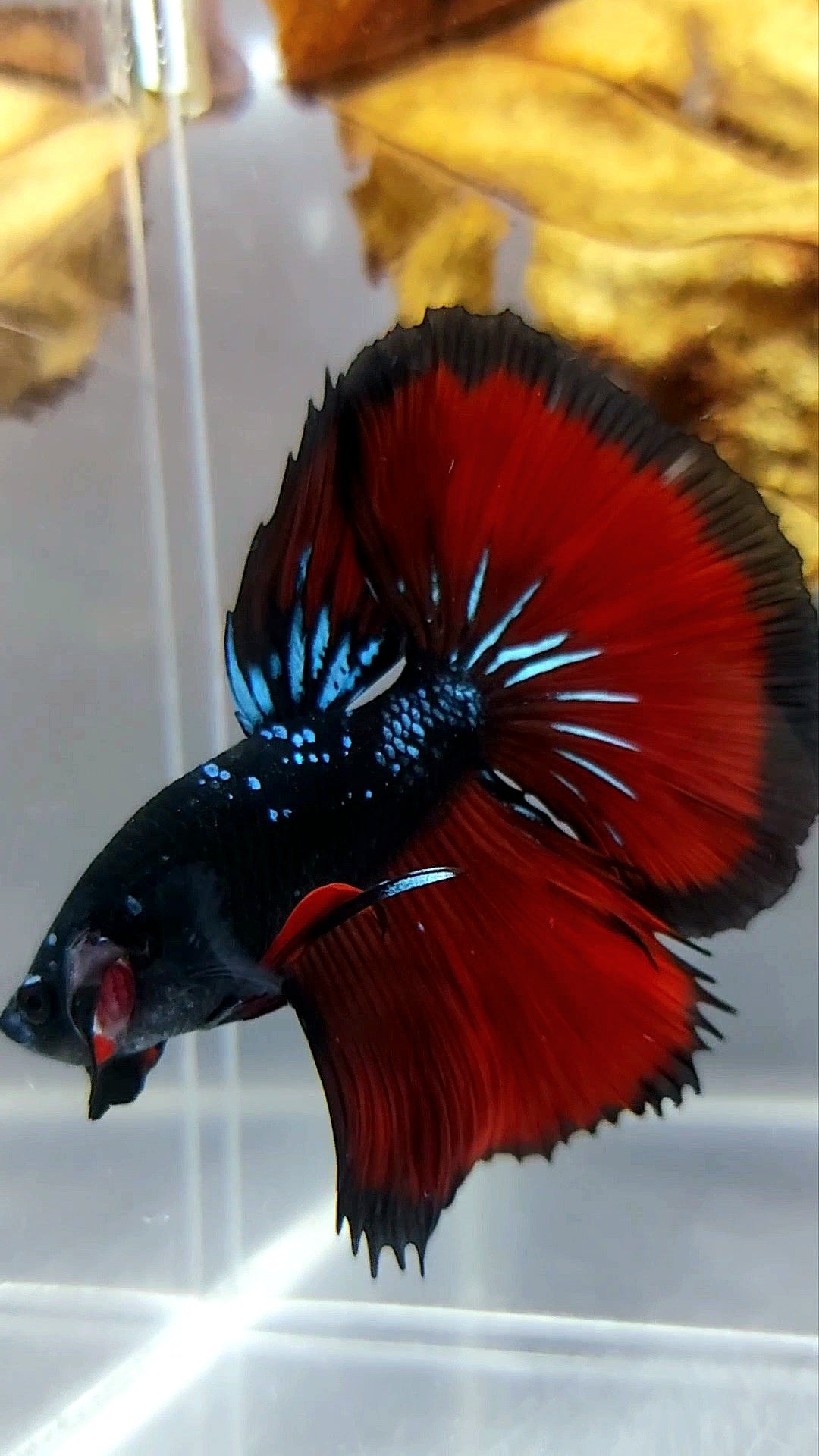 HALFMOON ROSETAIL SCHWARZ GALAXY BLAU AVATAR ROTER VAMPIR SELTENER BETTA-FISCH