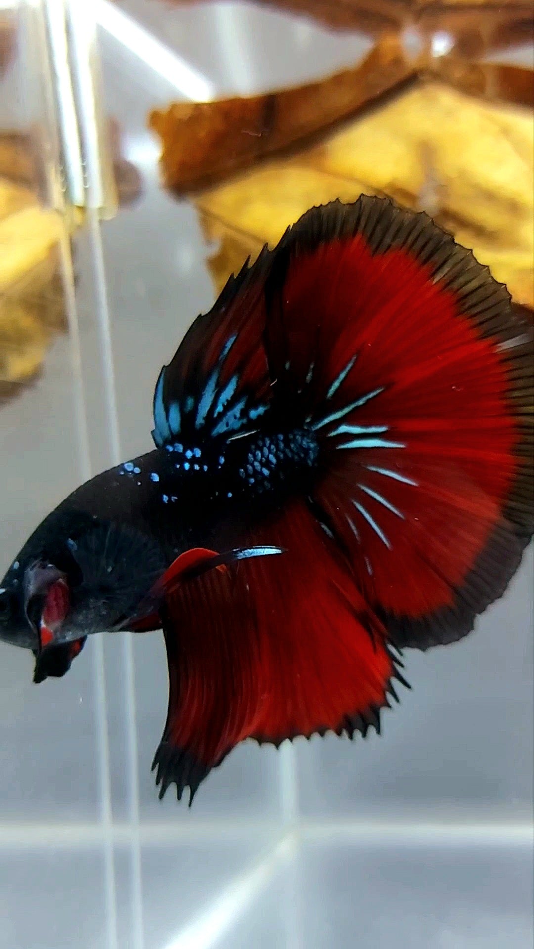 HALFMOON ROSETAIL SCHWARZ GALAXY BLAU AVATAR ROTER VAMPIR SELTENER BETTA-FISCH