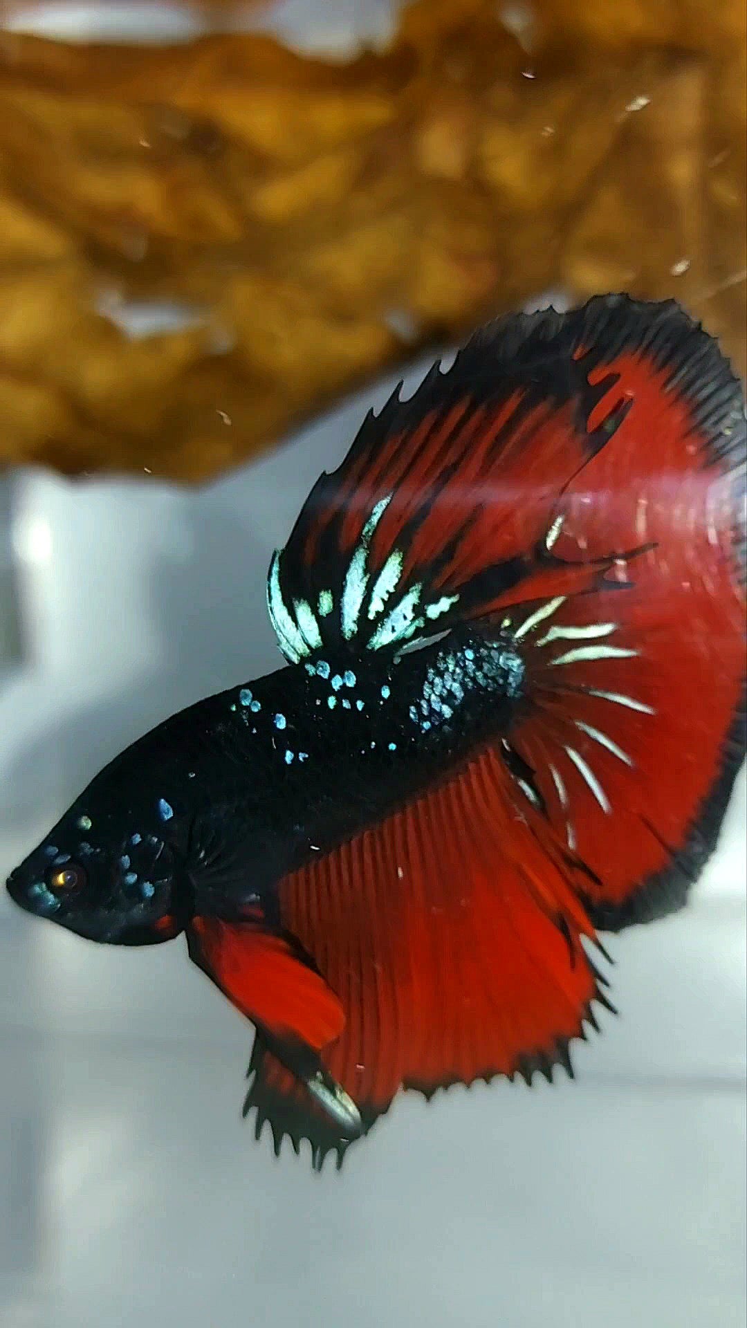 HALFMOON ROSETAIL SCHWARZ GALAXY BLAU AVATAR ROTER VAMPIR SELTENER BETTA-FISCH