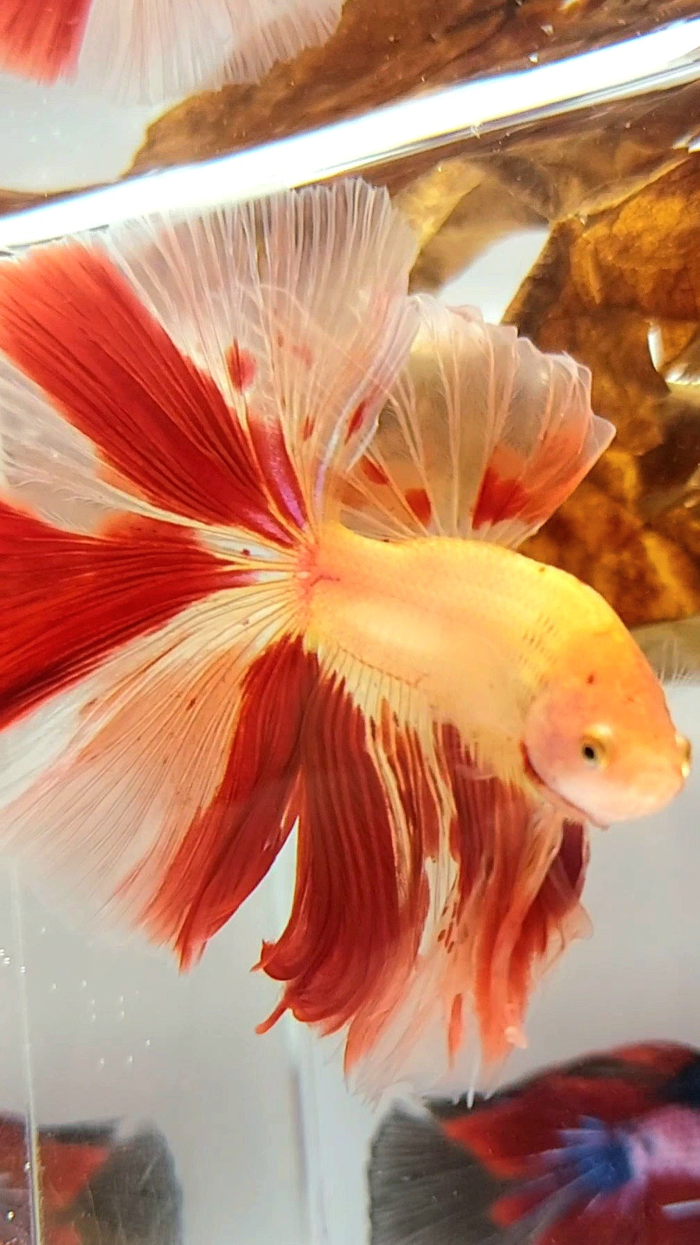 Vanda Color Betta HALFMOON OVERTAIL ROSETAIL ARMAGEDDON VANDA SUPER PREMIUM RARE BETTA F ...