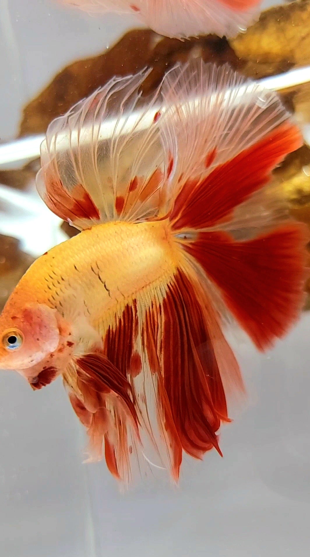 Vanda Color Betta HALFMOON OVERTAIL ROSETAIL ARMAGEDDON VANDA SUPER PREMIUM RARE BETTA F ...