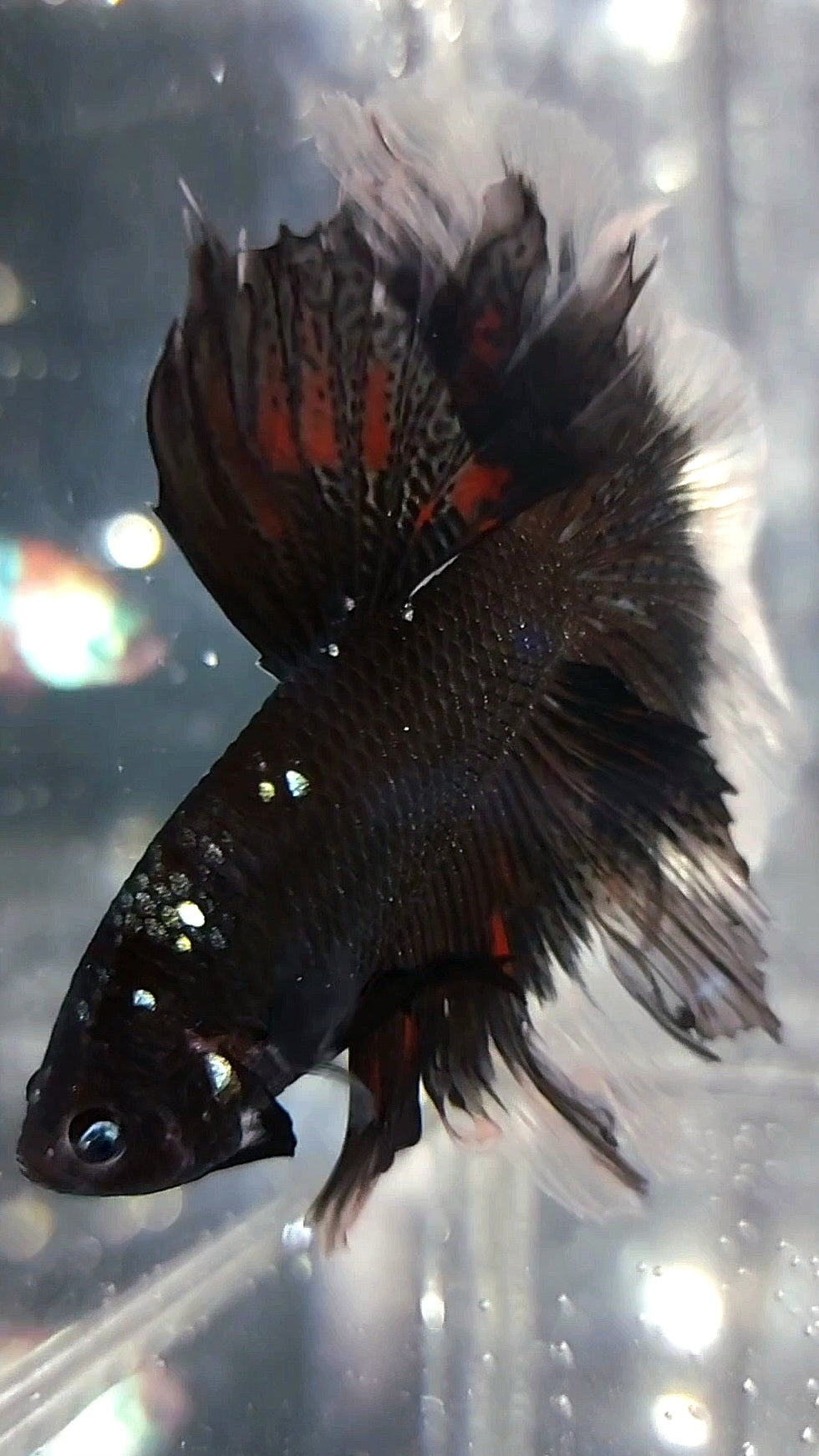 HALFMOON ROSETAIL BLACK GALAXY BLUE AVATAR RARE BETTA FISH