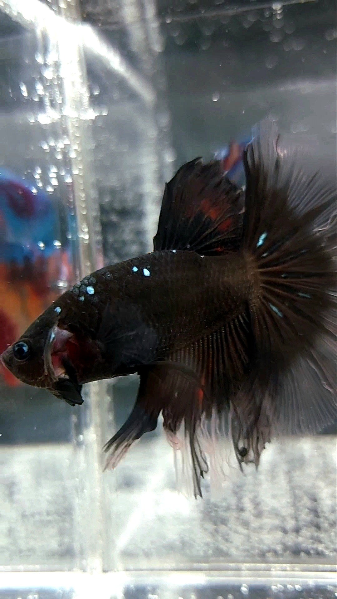 HALFMOON ROSETAIL BLACK GALAXY BLUE AVATAR RARE BETTA FISH