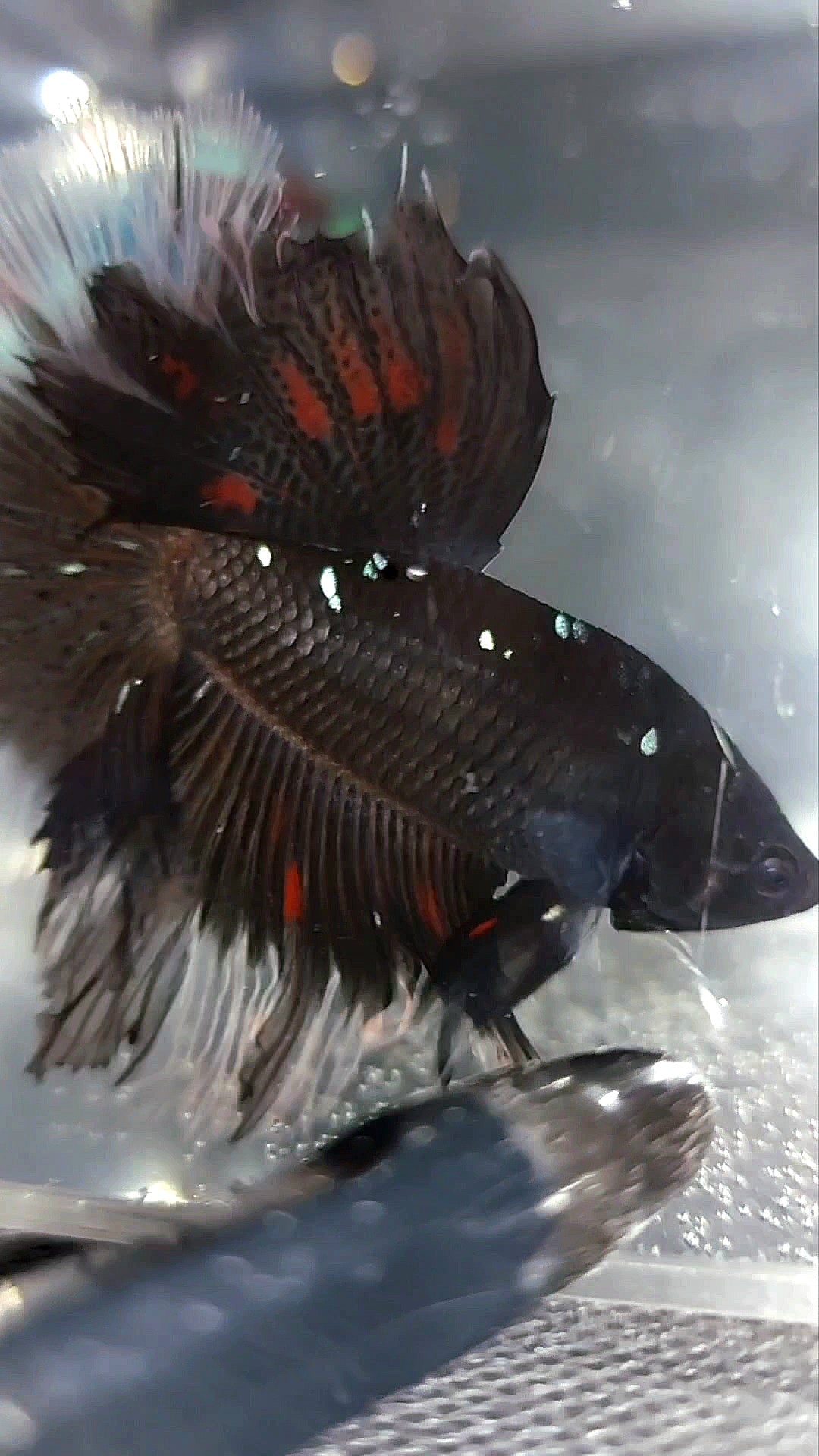 HALFMOON ROSETAIL BLACK GALAXY BLUE AVATAR RARE BETTA FISH