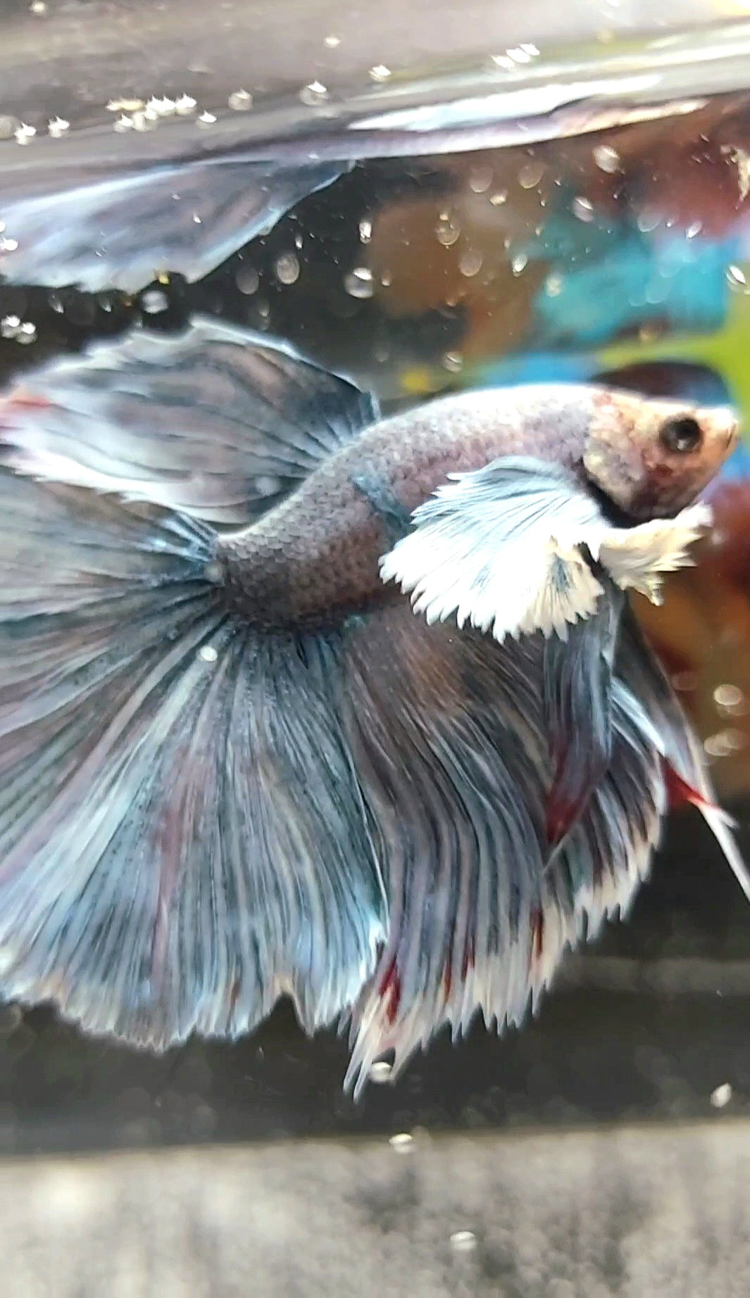 HALFMOON SUPER DUMBO EAR ROSETAIL BLAU GRAU GRIZZLE SELTENER BETTA-FISCH