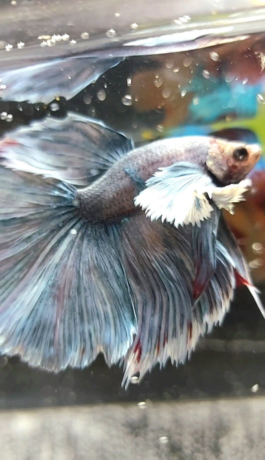 HALFMOON SUPER DUMBO EAR ROSETAIL BLUE GRAY GRIZZLE RARE BETTA FISH