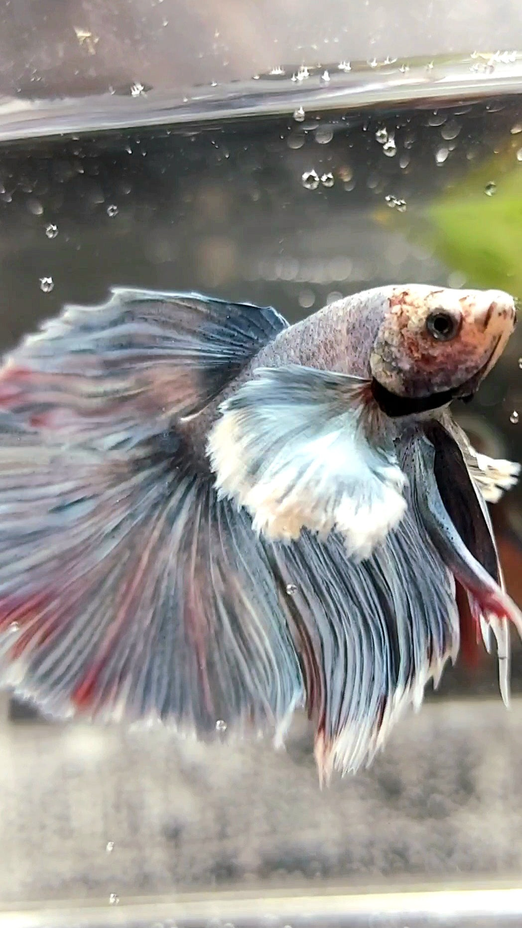 HALFMOON SUPER DUMBO EAR ROSETAIL BLAU GRAU GRIZZLE SELTENER BETTA-FISCH