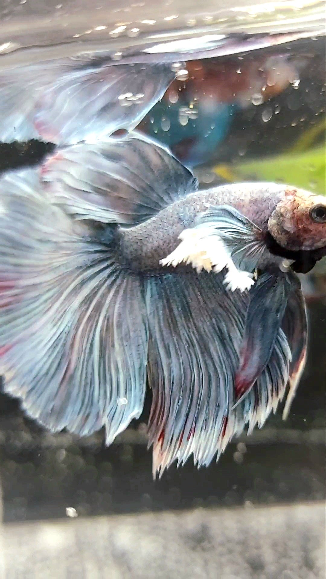 HALFMOON SUPER DUMBO EAR ROSETAIL BLAU GRAU GRIZZLE SELTENER BETTA-FISCH