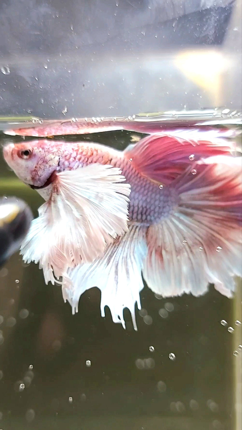 HALFMOON SUPER DUMBO EAR BONSAI PINK LAVENDER UNIQUE RARE BETTA FISH